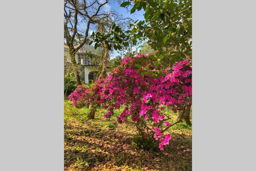 Quinta Biologica, Com Vista, Na Serra De Sintra Ngoại thất bức ảnh