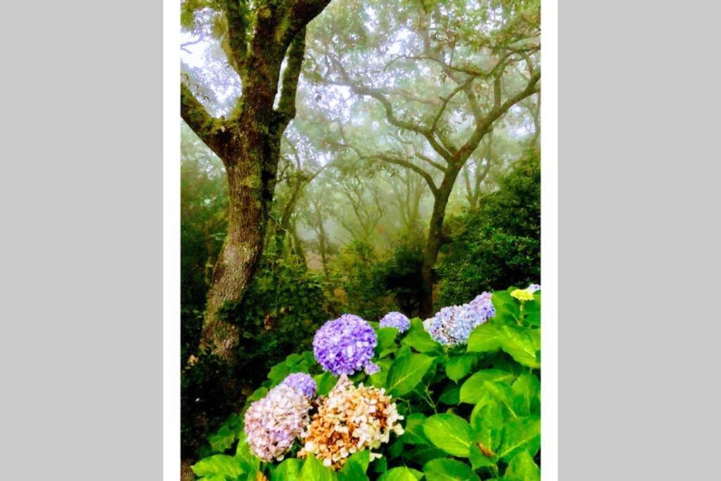 Quinta Biologica, Com Vista, Na Serra De Sintra Ngoại thất bức ảnh