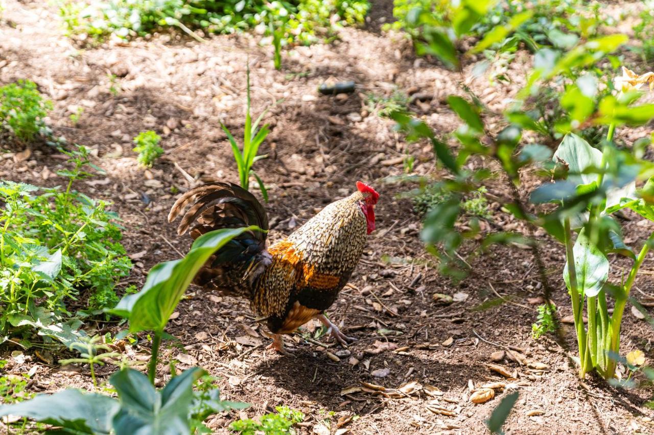 Quinta Biologica, Com Vista, Na Serra De Sintra Ngoại thất bức ảnh