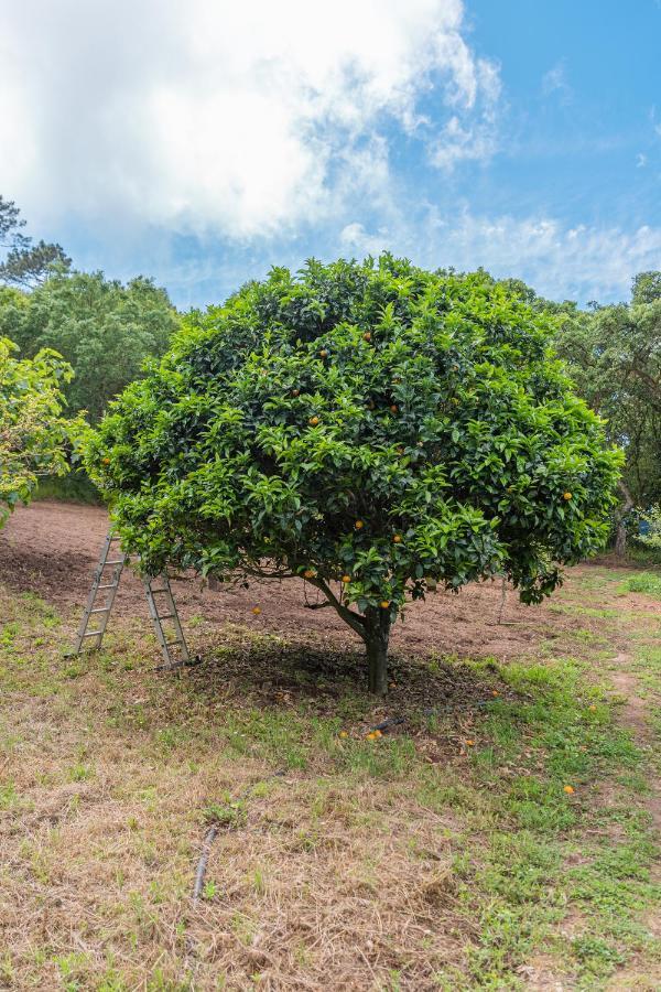 Quinta Biologica, Com Vista, Na Serra De Sintra Ngoại thất bức ảnh