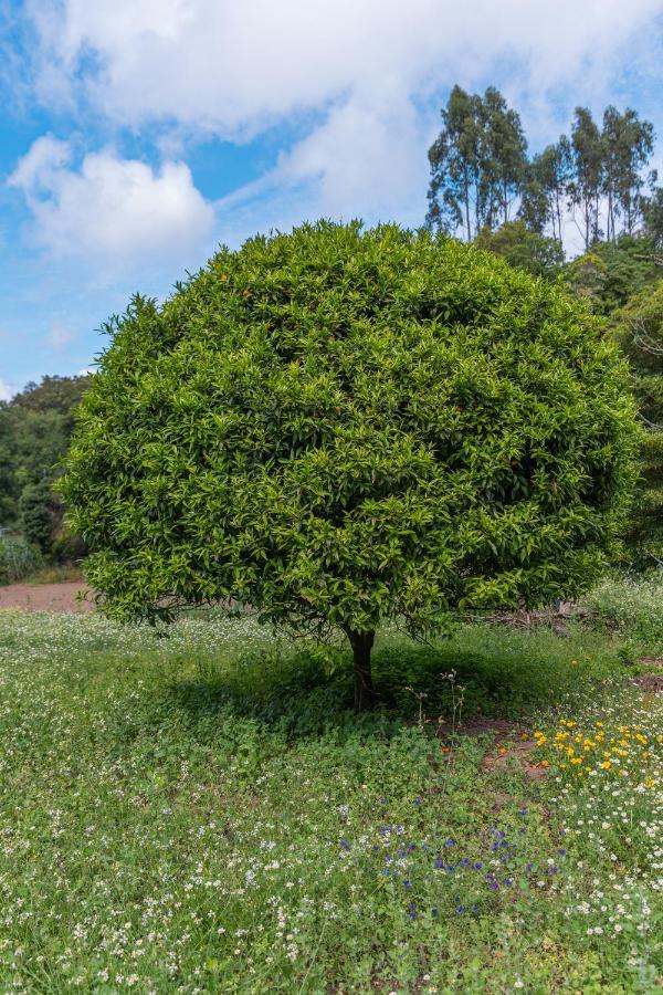 Quinta Biologica, Com Vista, Na Serra De Sintra Ngoại thất bức ảnh